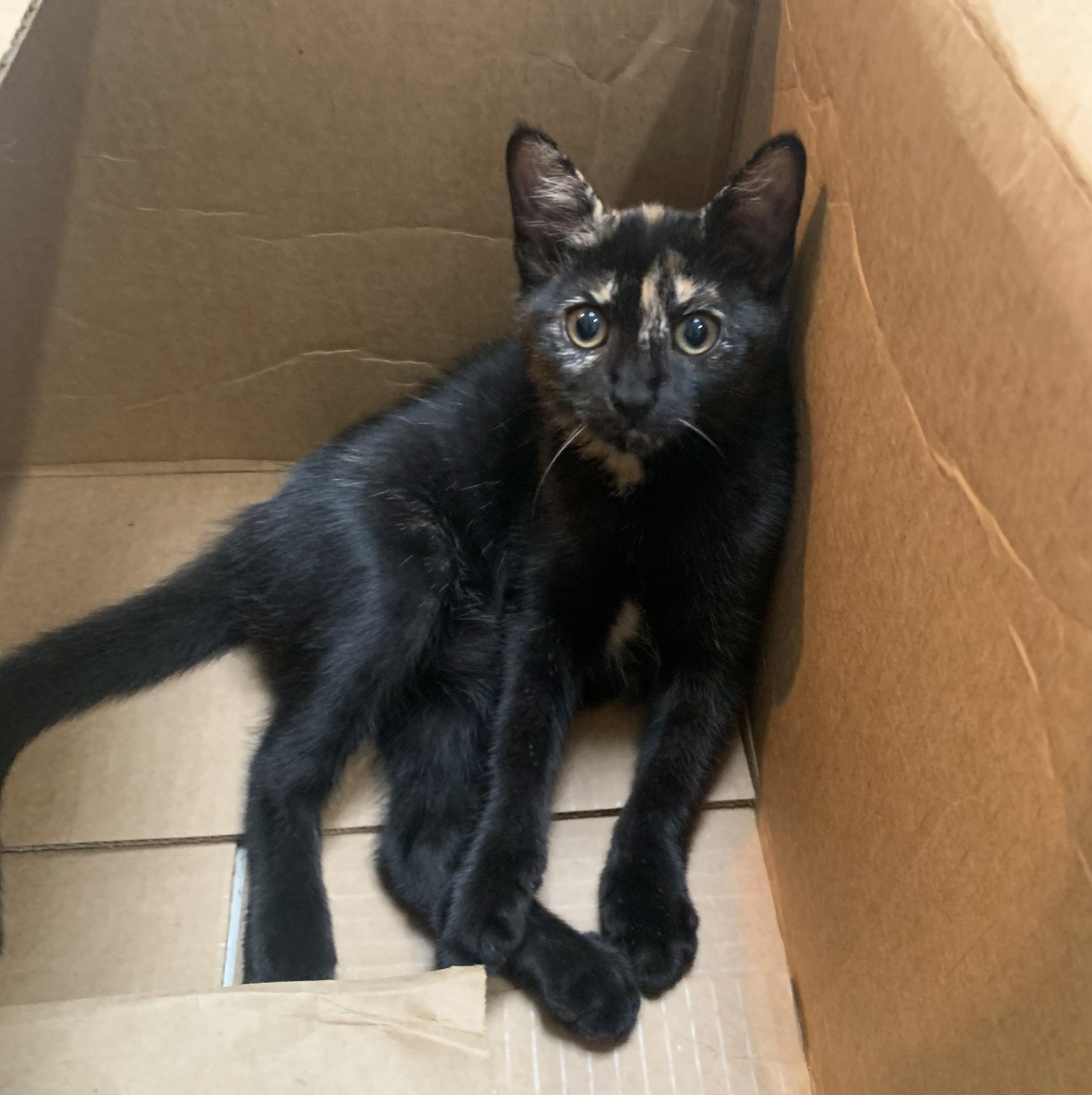 Eclair - KITTEN, an adopted Domestic Short Hair in Harrison, NY image 2/2