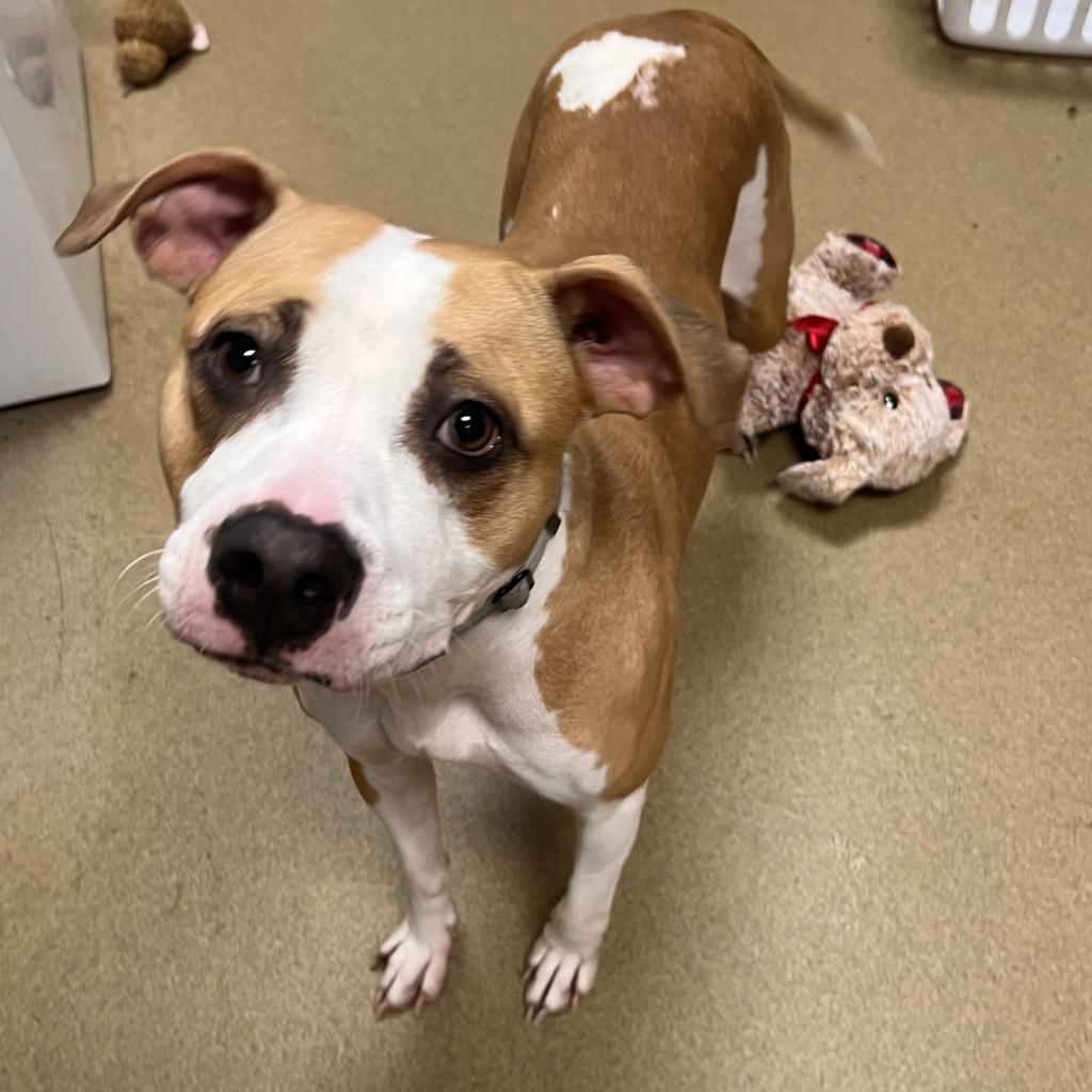 Sidney, Adoptable, Adult Female American Bulldog.