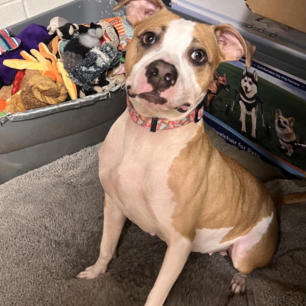 Enlarge Sidney, a Adoptable mixed breed in Columbus, GA image 2/2