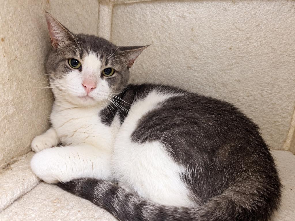 Enlarge Gent, a Adoptable mixed breed in Corpus Christi, TX image 1/2