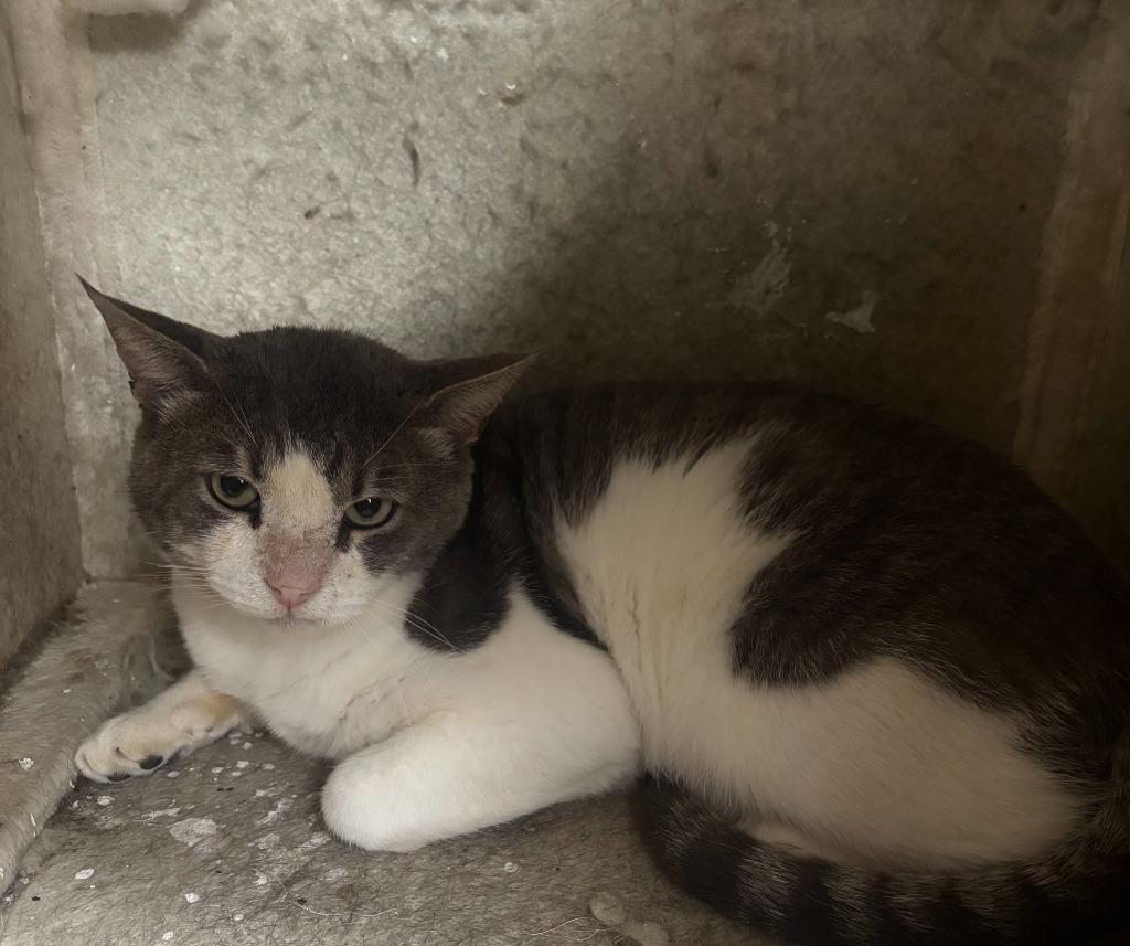 Enlarge Gent, a Adoptable mixed breed in Corpus Christi, TX image 2/2