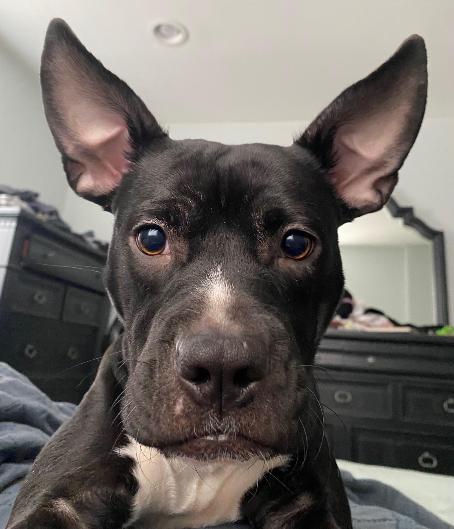 Newt, a Adoptable Mixed Breed in Richboro, PA image 2/2