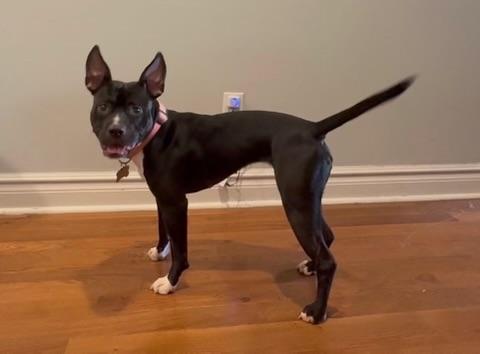 Newt, a Adoptable Mixed Breed in Richboro, PA image 1/2