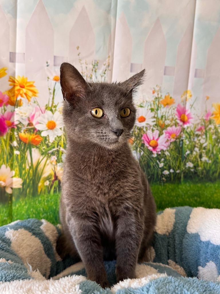 Enlarge Cinder, a Adoptable mixed breed in Newberg, OR image 1/1