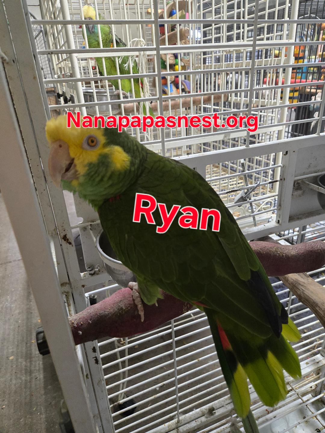 Ryan, Adoptable, Adult Male Amazon.