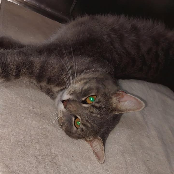 Gus, a ADOPTABLE Domestic Short Hair in Reisterstown, MD image 5/5