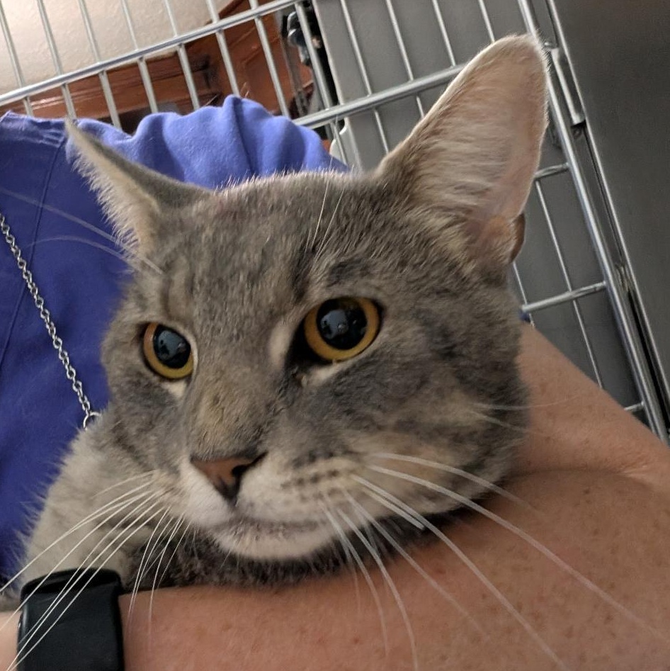 Gus, a ADOPTABLE Domestic Short Hair in Reisterstown, MD image 2/5