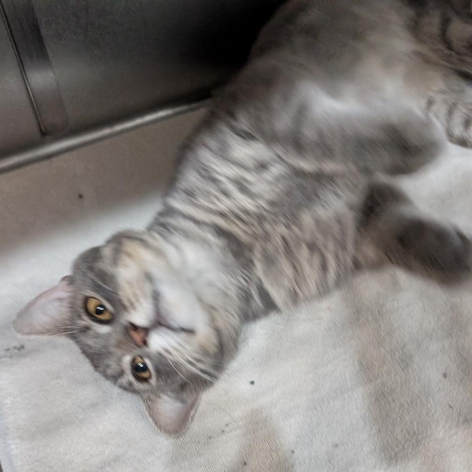 Gus, a ADOPTABLE Domestic Short Hair in Reisterstown, MD image 3/5