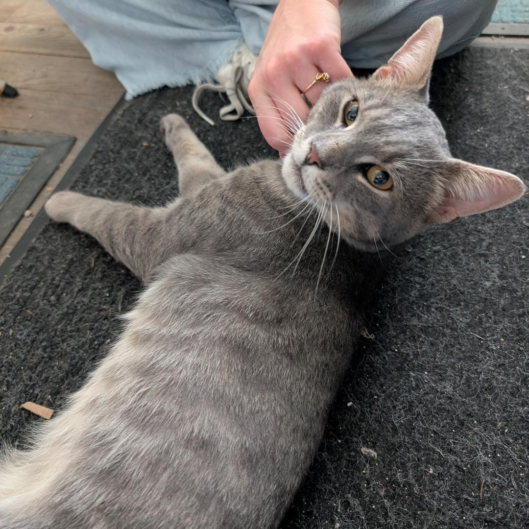 Gus, ADOPTABLE, Adult Male Domestic Short Hair.