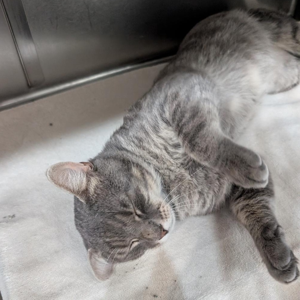 Gus, a ADOPTABLE Domestic Short Hair in Reisterstown, MD image 4/5