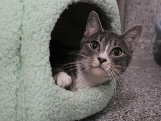 OLYMPIA, Adoptable, Adult Female Domestic Short Hair.