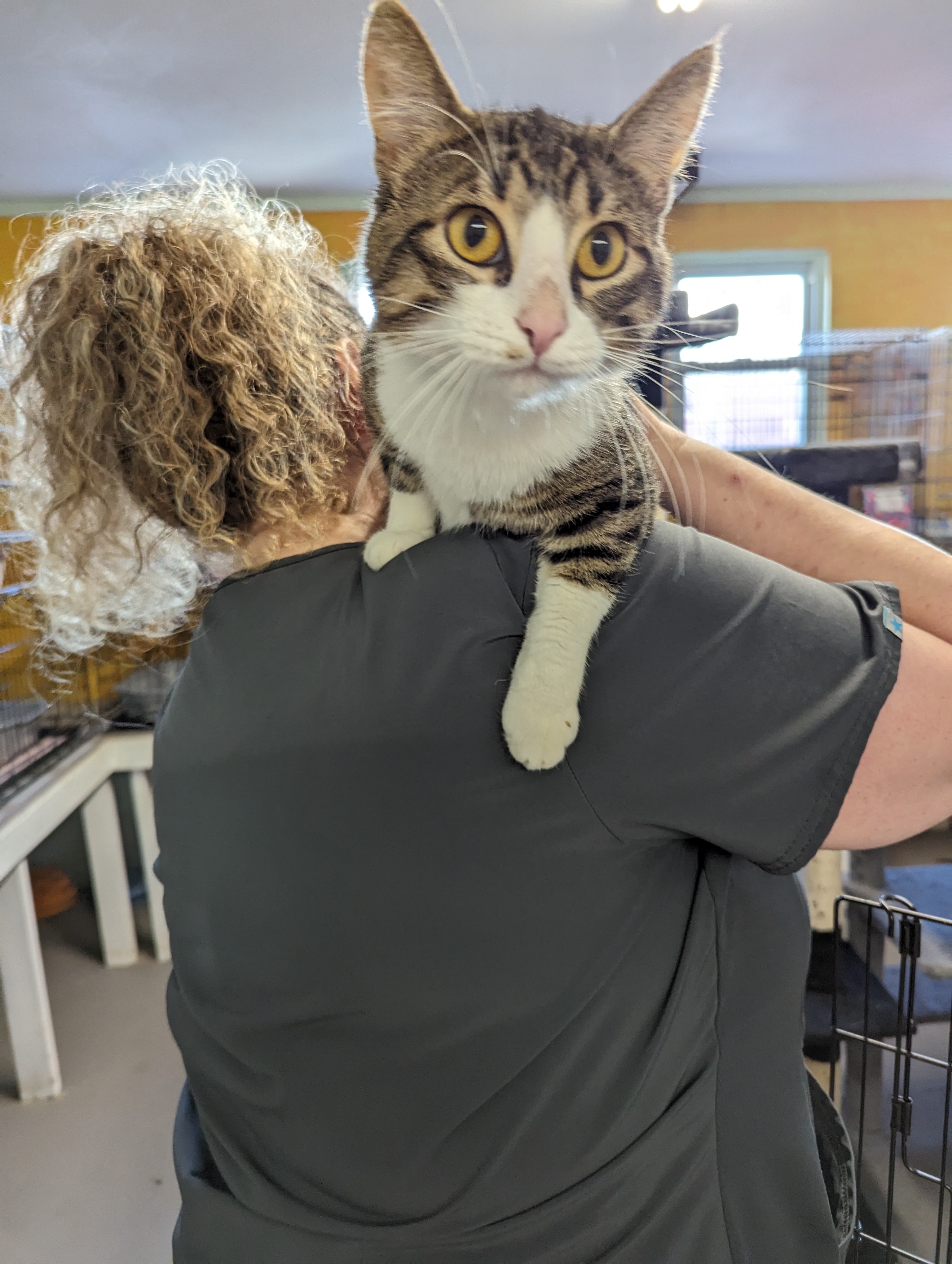 Mac, Adoptable, Adult Male American Shorthair.