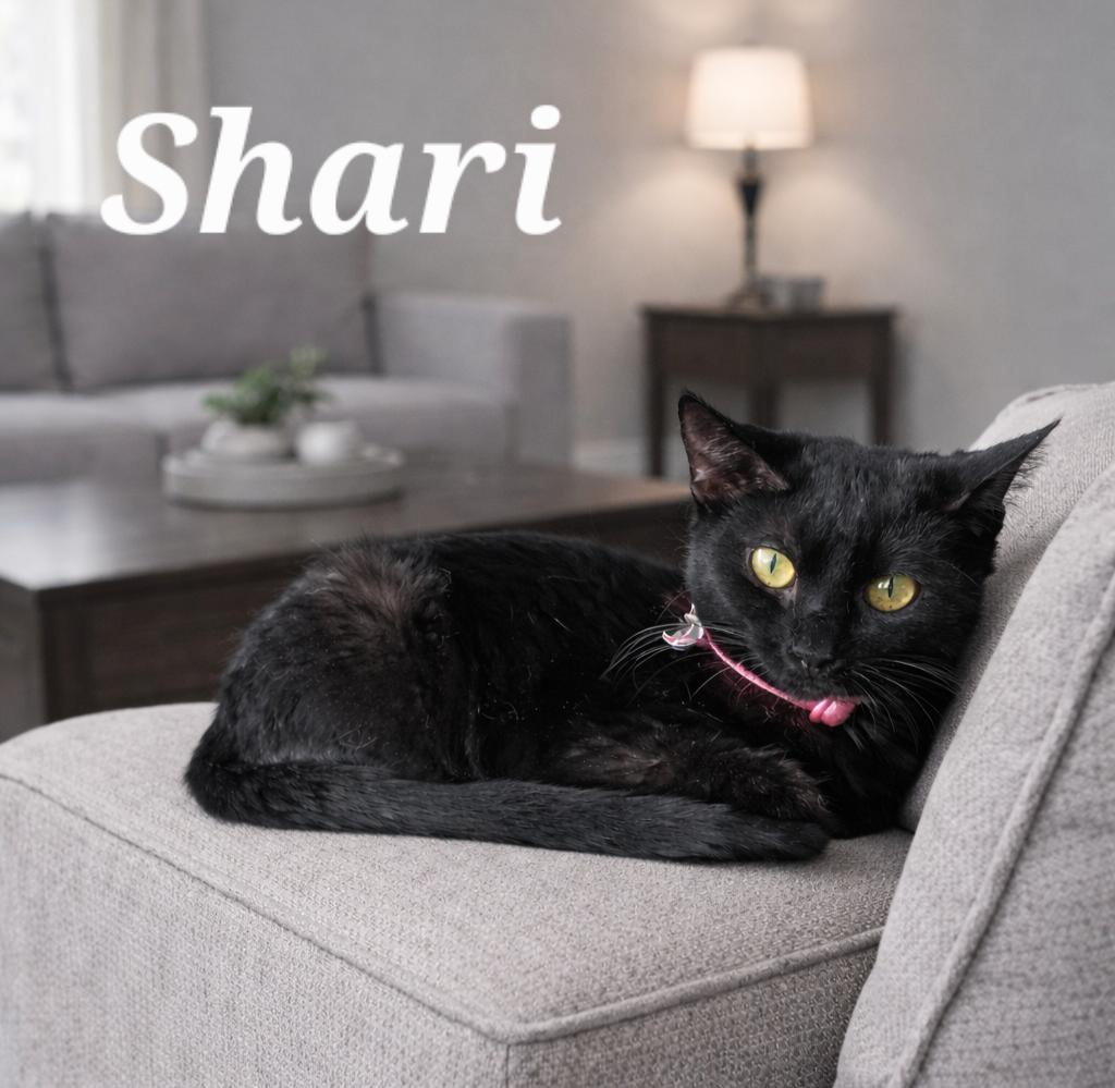 Enlarge Shari, a ADOPTABLE Domestic Short Hair in Monroeville, PA image 1/1