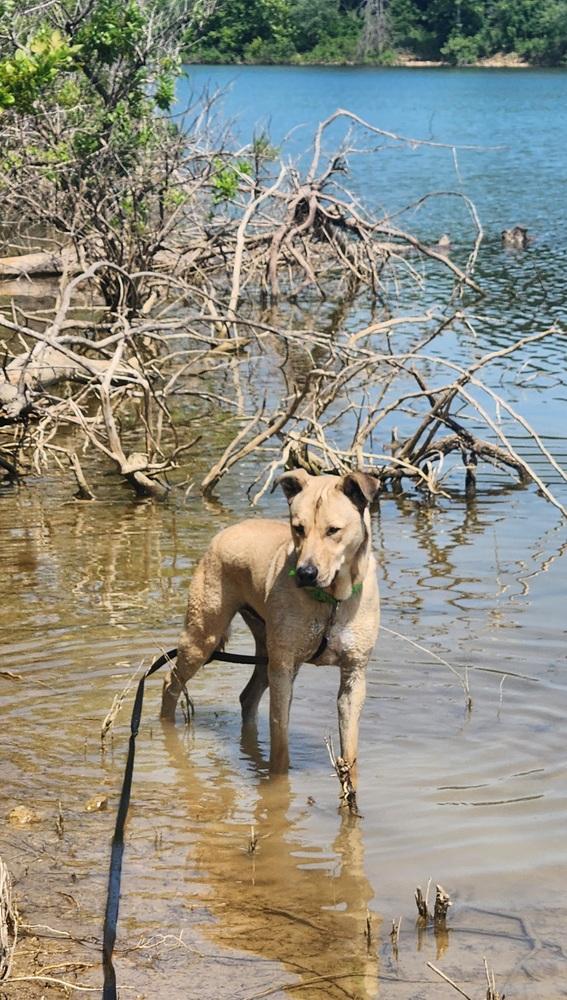 Enlarge Finn, a Adoptable mixed breed in Bolivar, MO image 4/4