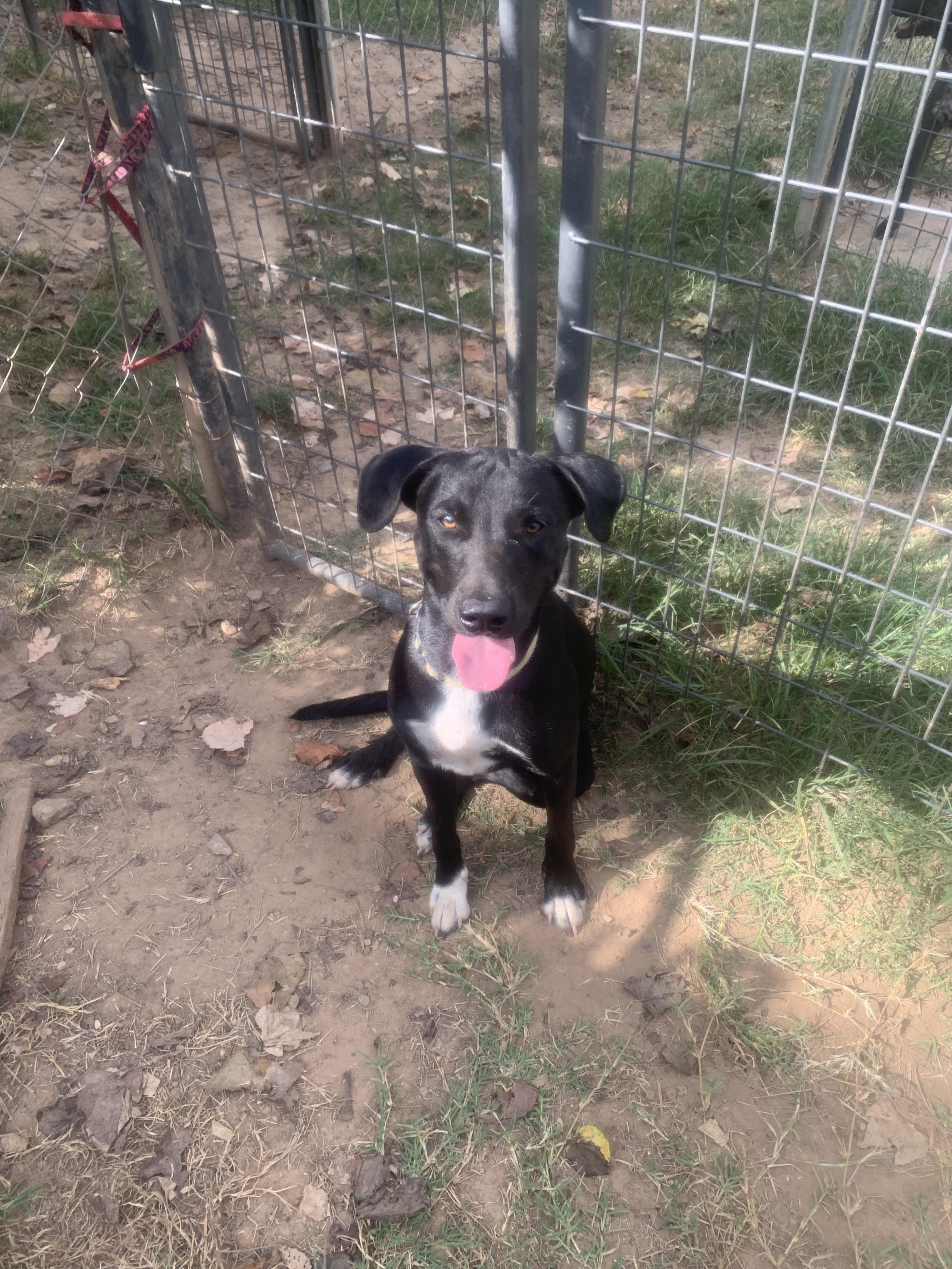 Enlarge Thunder, a Adoptable mixed breed in Hearne, TX image 1/3