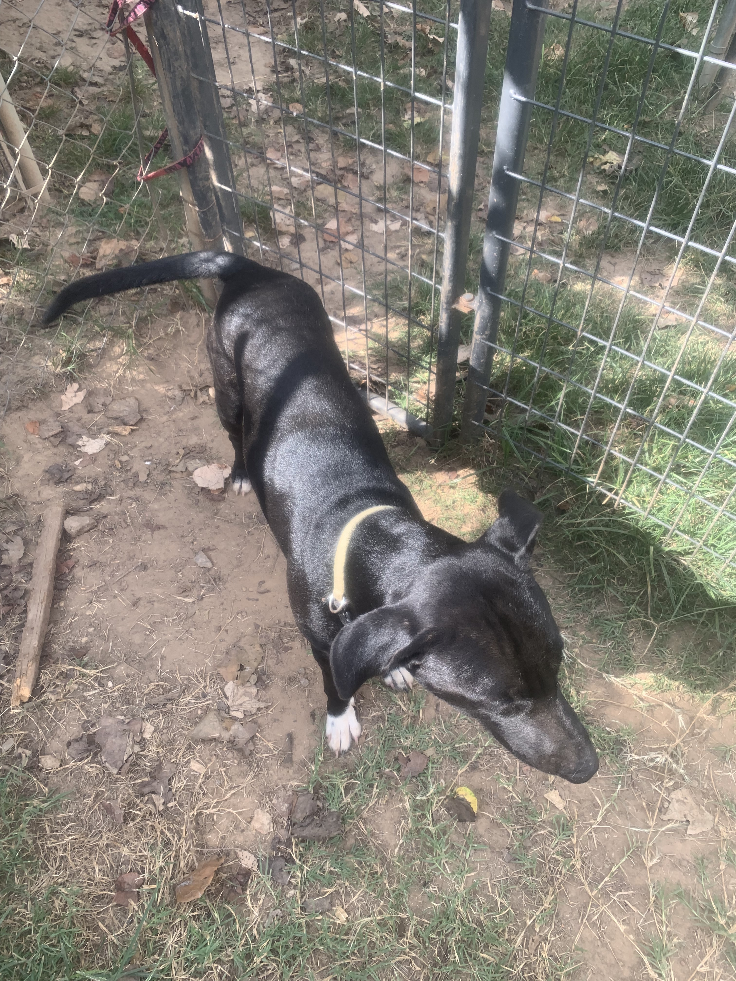 Enlarge Thunder, a Adoptable Labrador Retriever in Hearne, TX image 3/3