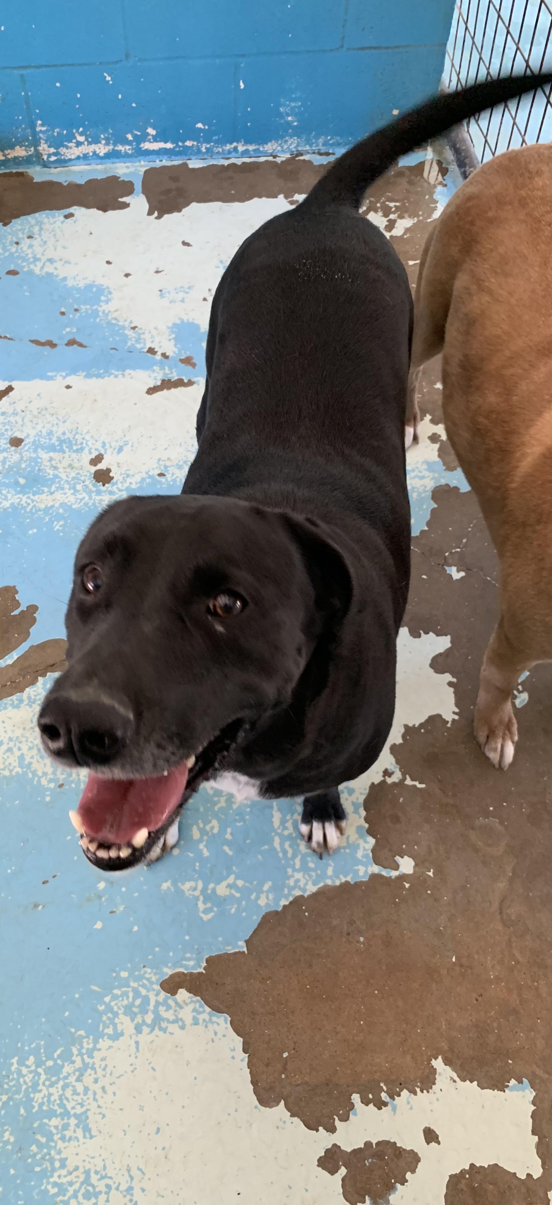 Thunder, Adoptable, Adult Male Labrador Retriever & Mixed Breed.
