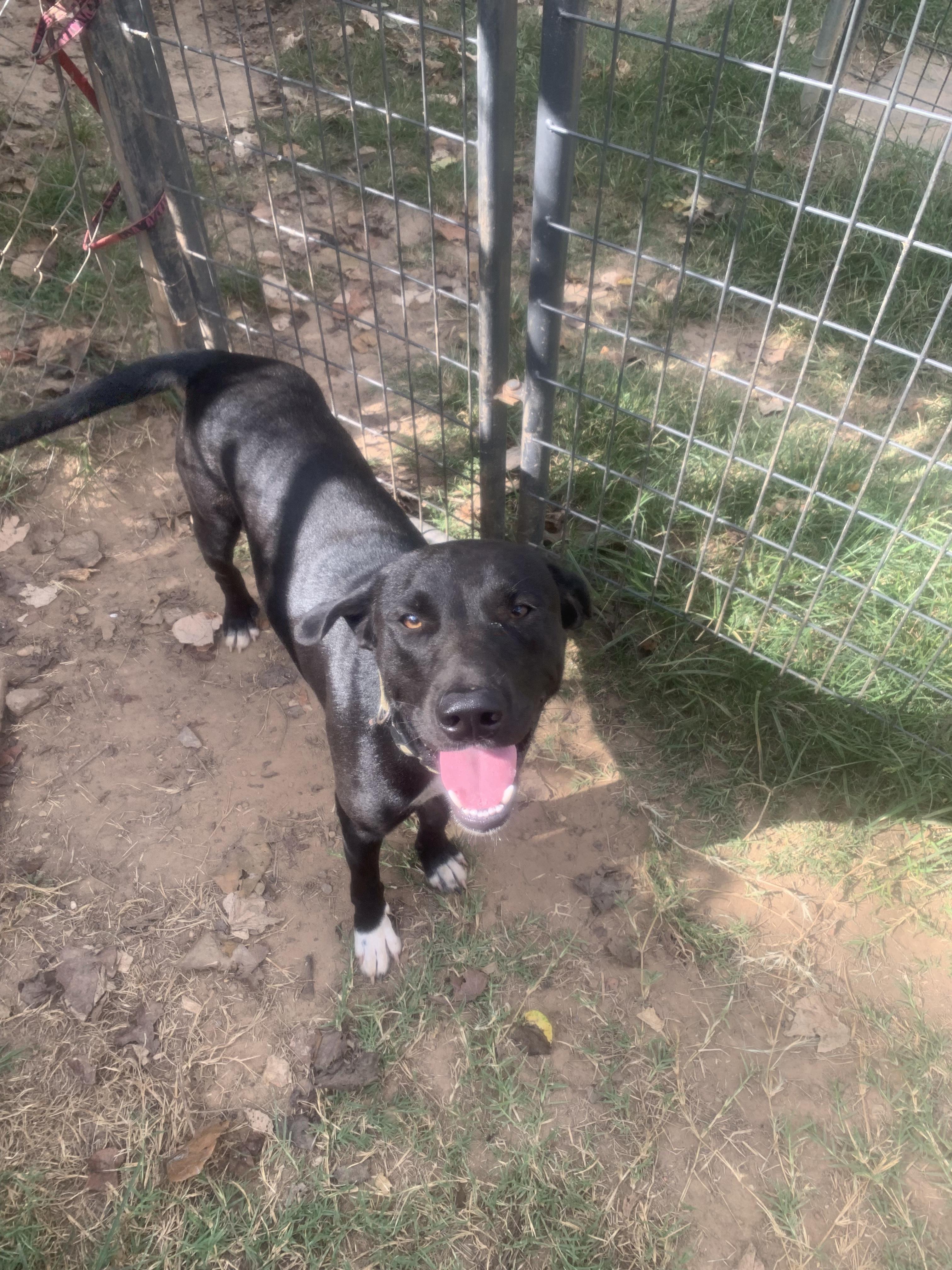 Enlarge Thunder, a Adoptable mixed breed in Hearne, TX image 3/3