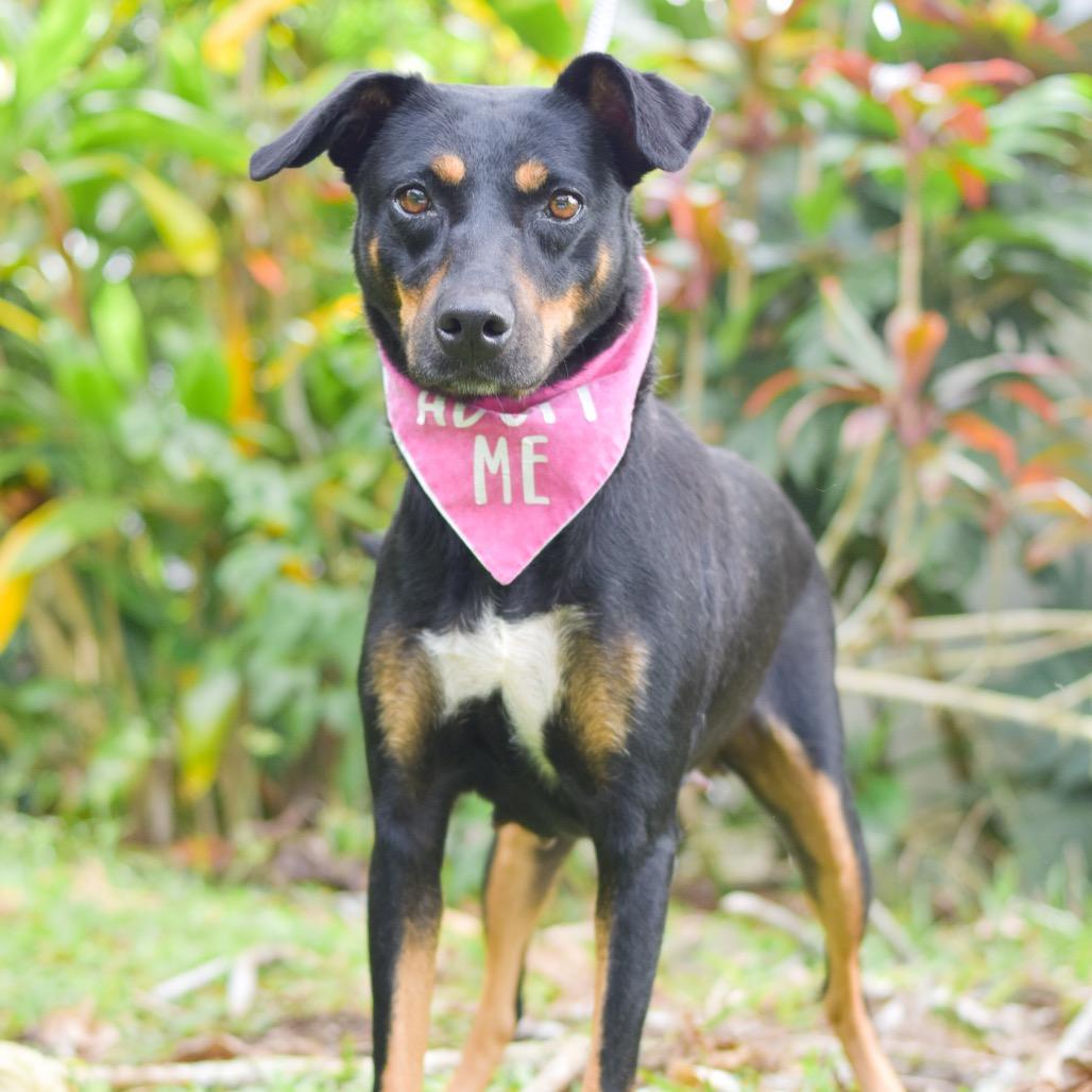 Enlarge Dolly, a Adoptable Mixed Breed in Kailua Kona, HI image 1/5