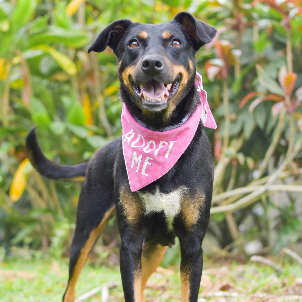 Enlarge Dolly, a Adoptable Mixed Breed in Kailua Kona, HI image 2/5