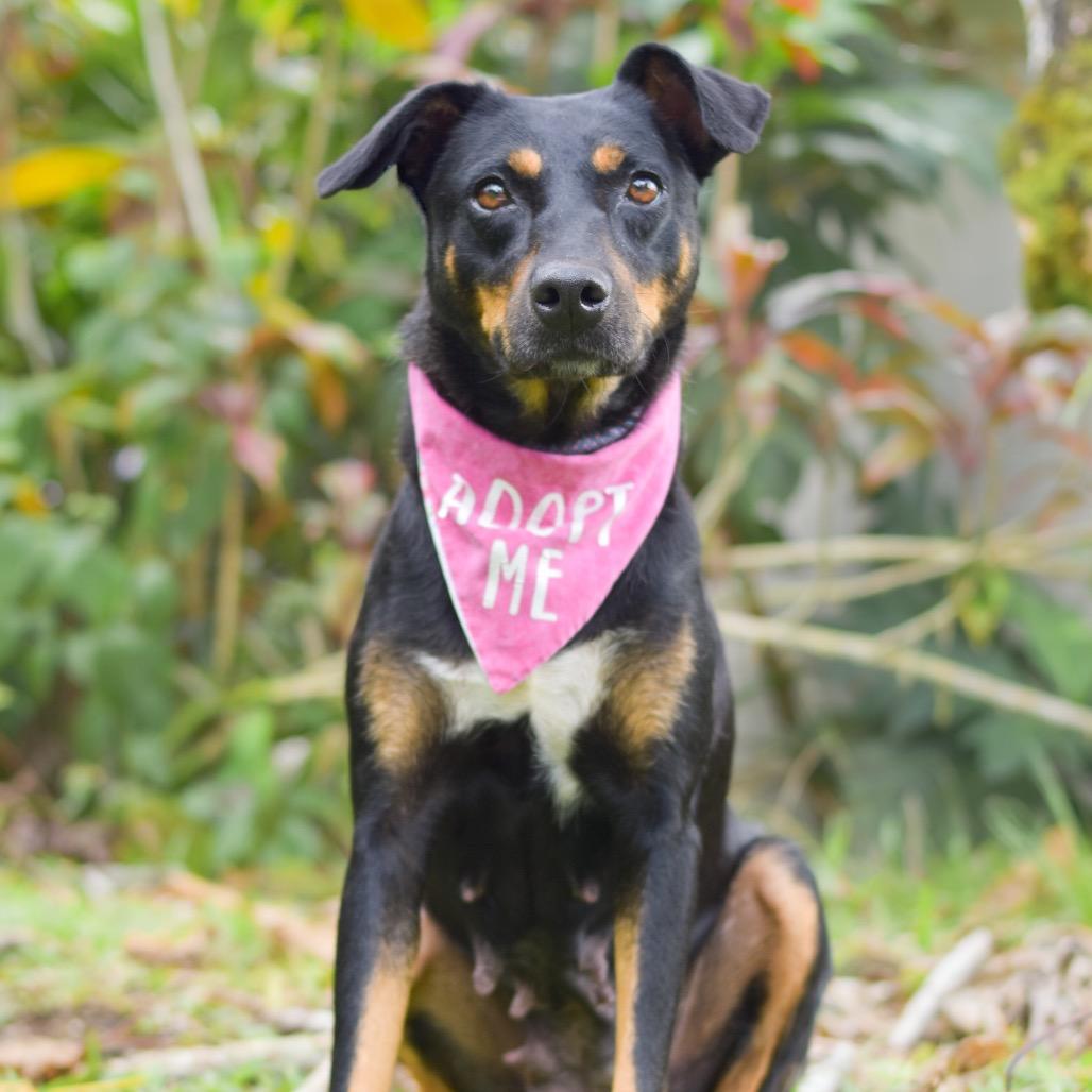 Enlarge Dolly, a Adoptable Mixed Breed in Kailua Kona, HI image 3/5