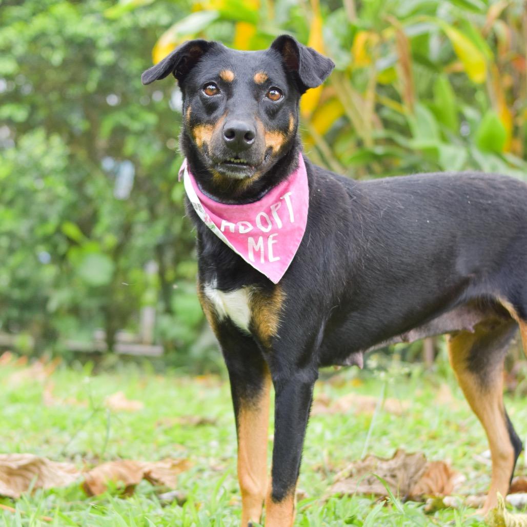 Enlarge Dolly, a Adoptable Mixed Breed in Kailua Kona, HI image 4/5
