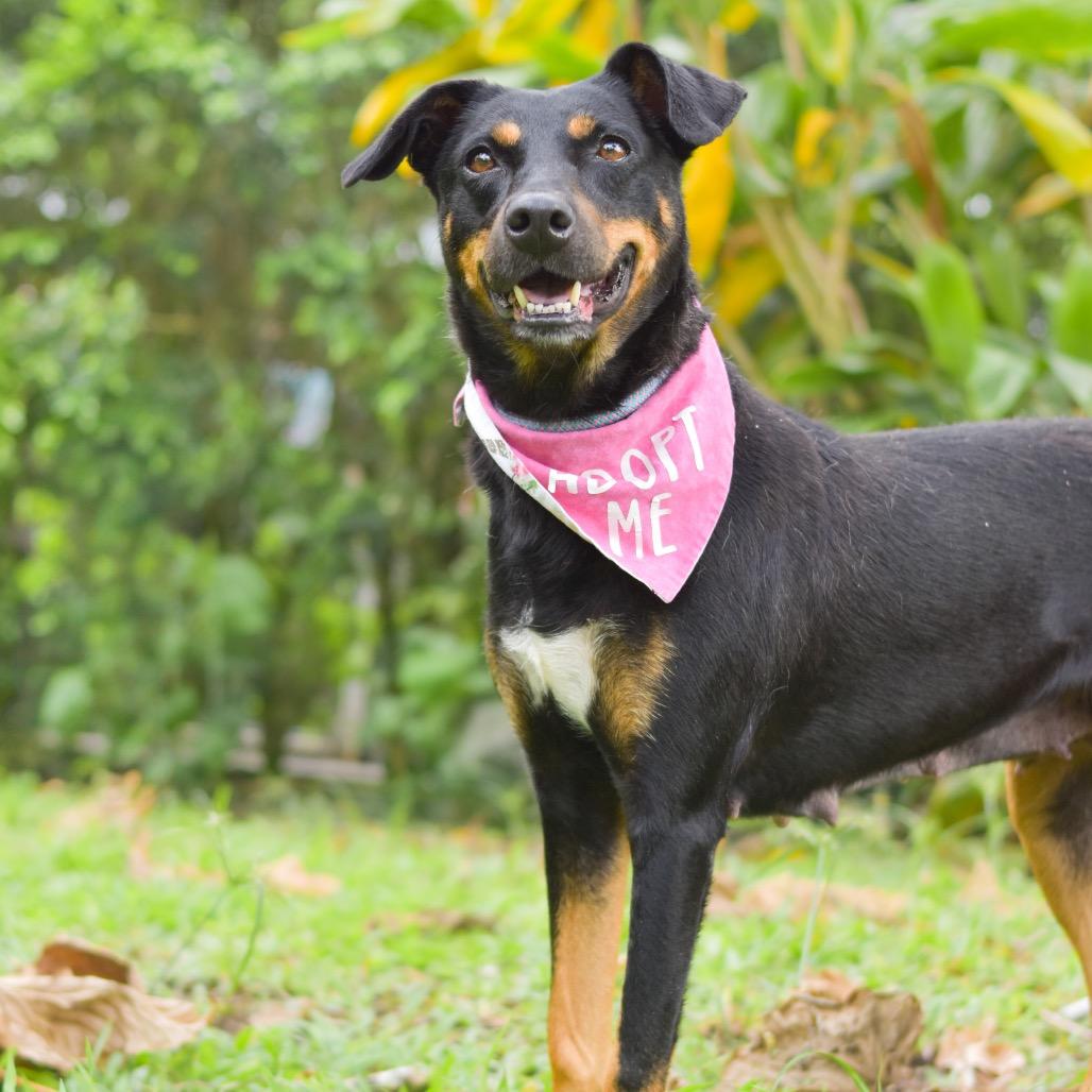 Enlarge Dolly, a Adoptable Mixed Breed in Kailua Kona, HI image 5/5