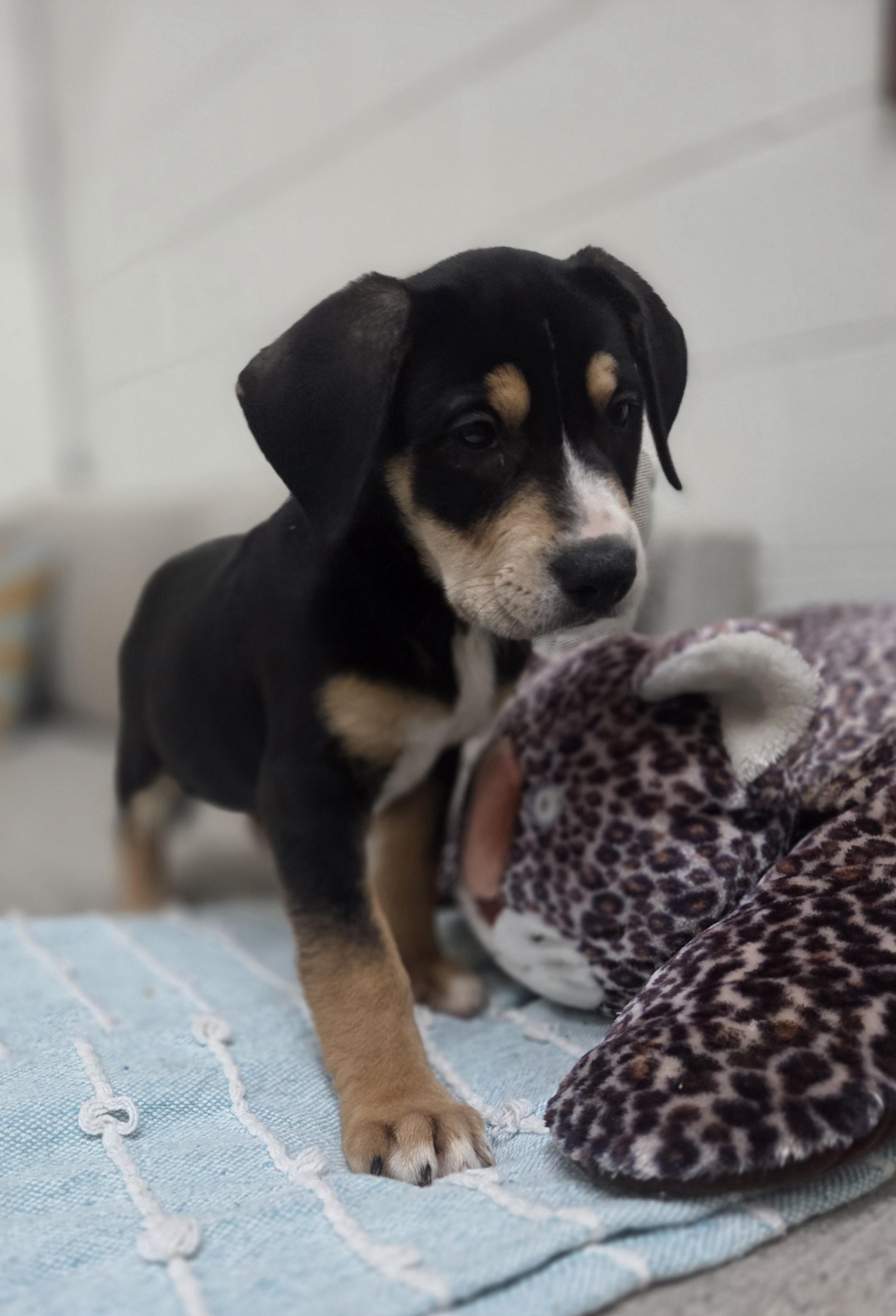 Saffron, Adoptable, Puppy Female Bluetick Coonhound.