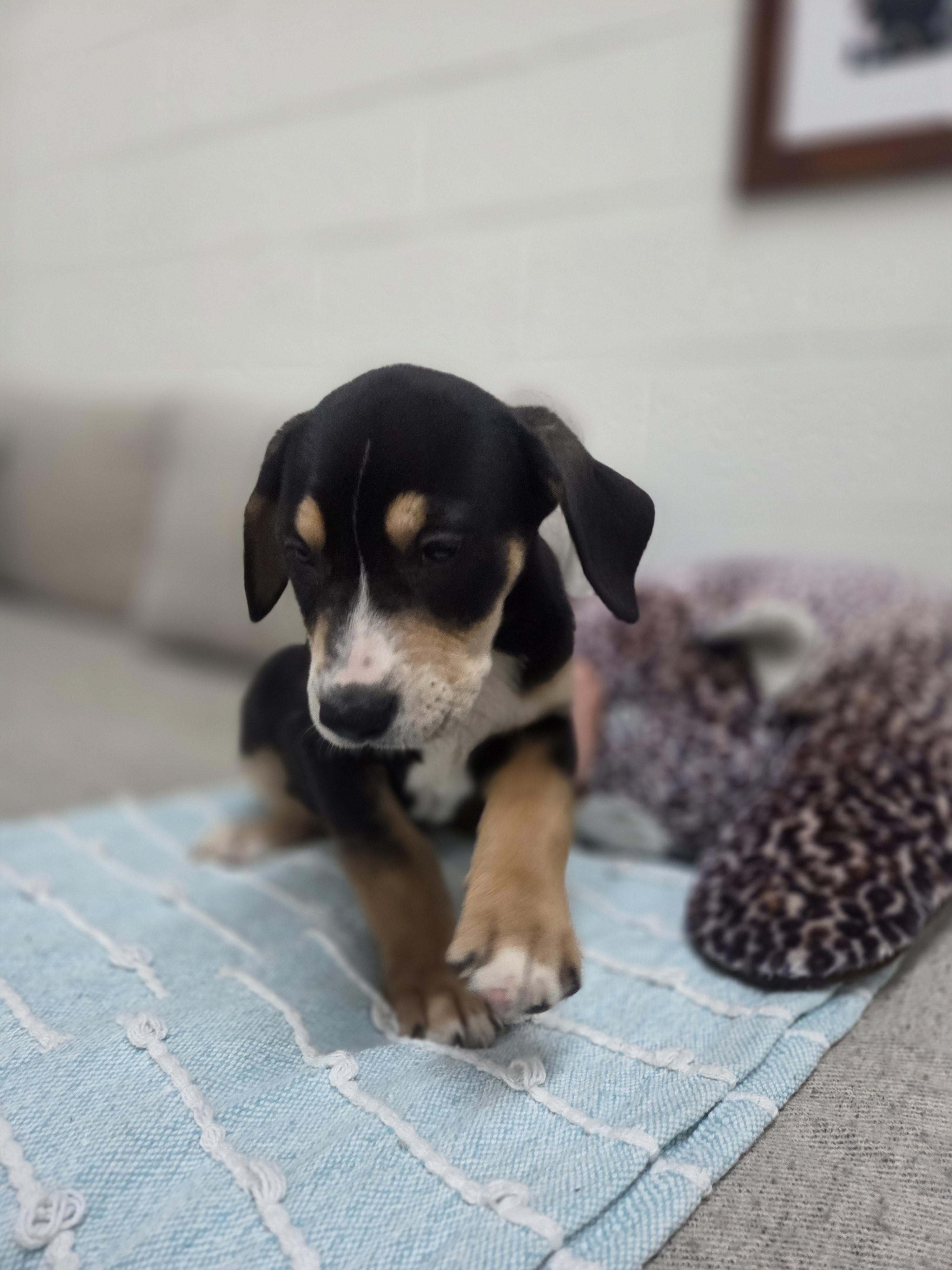 Saffron, a Adoptable mixed breed in TULSA, OK image 2/5