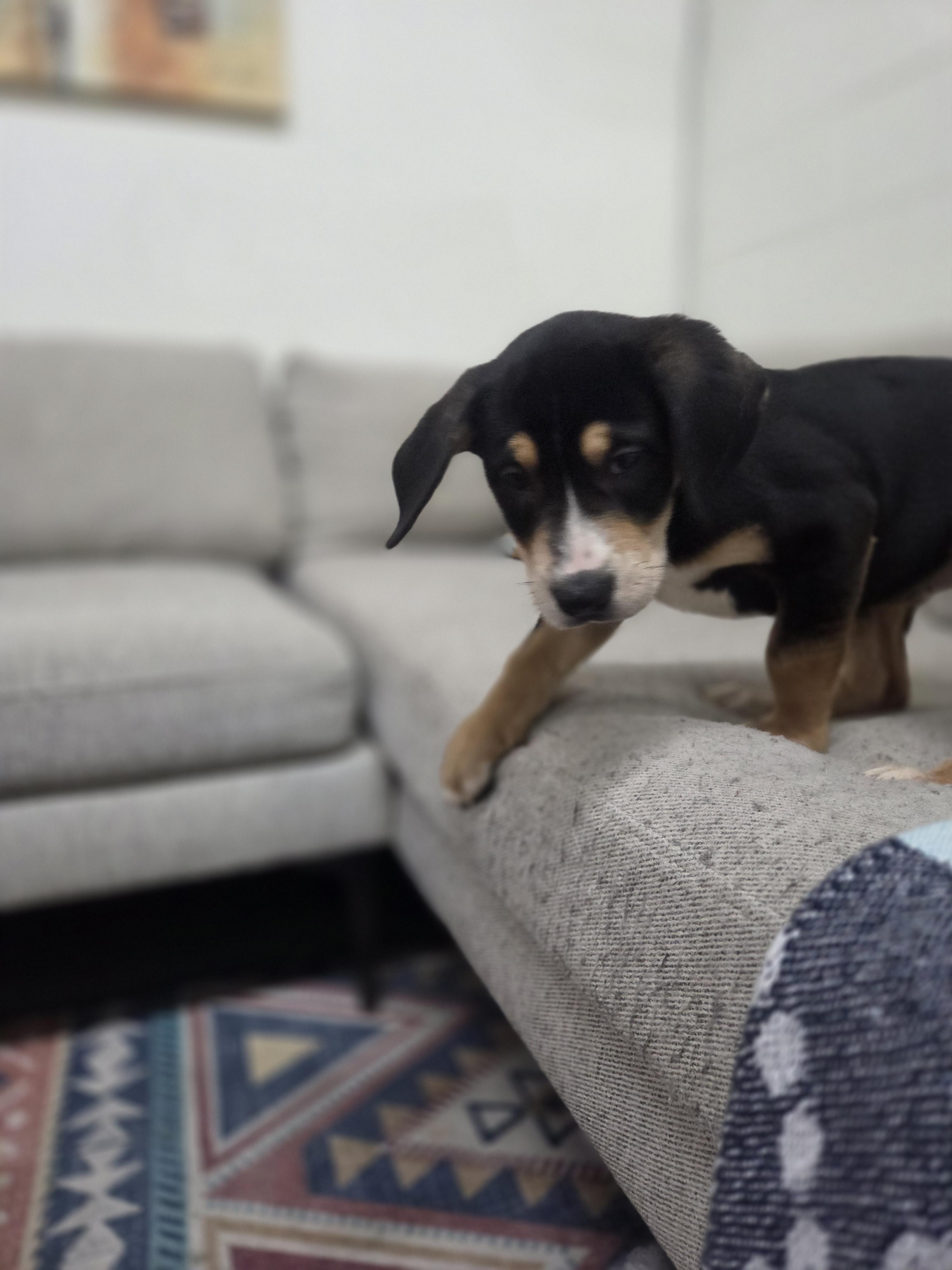 Saffron, a Adoptable mixed breed in TULSA, OK image 3/5