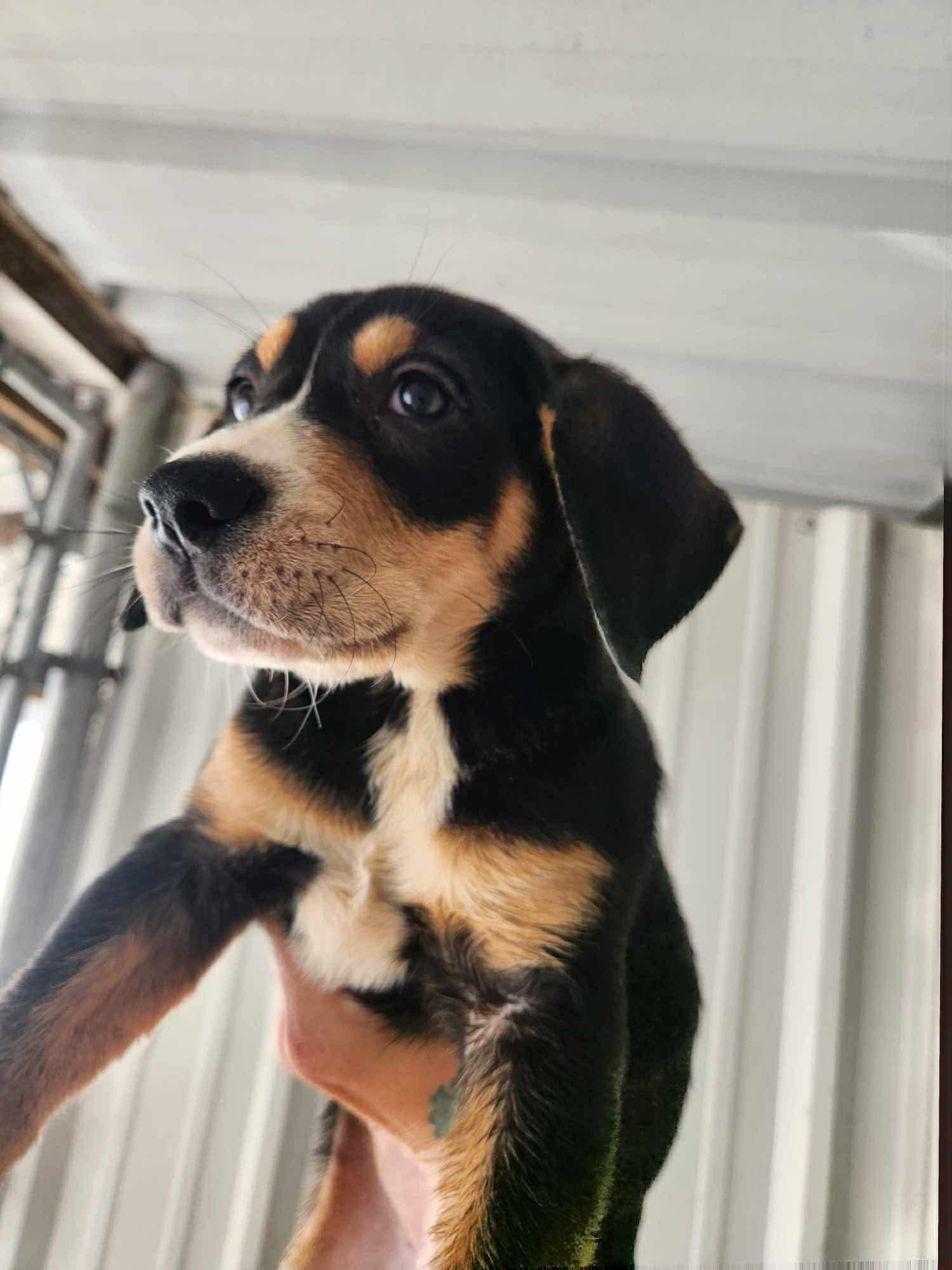 Saffron, a Adoptable mixed breed in TULSA, OK image 4/5