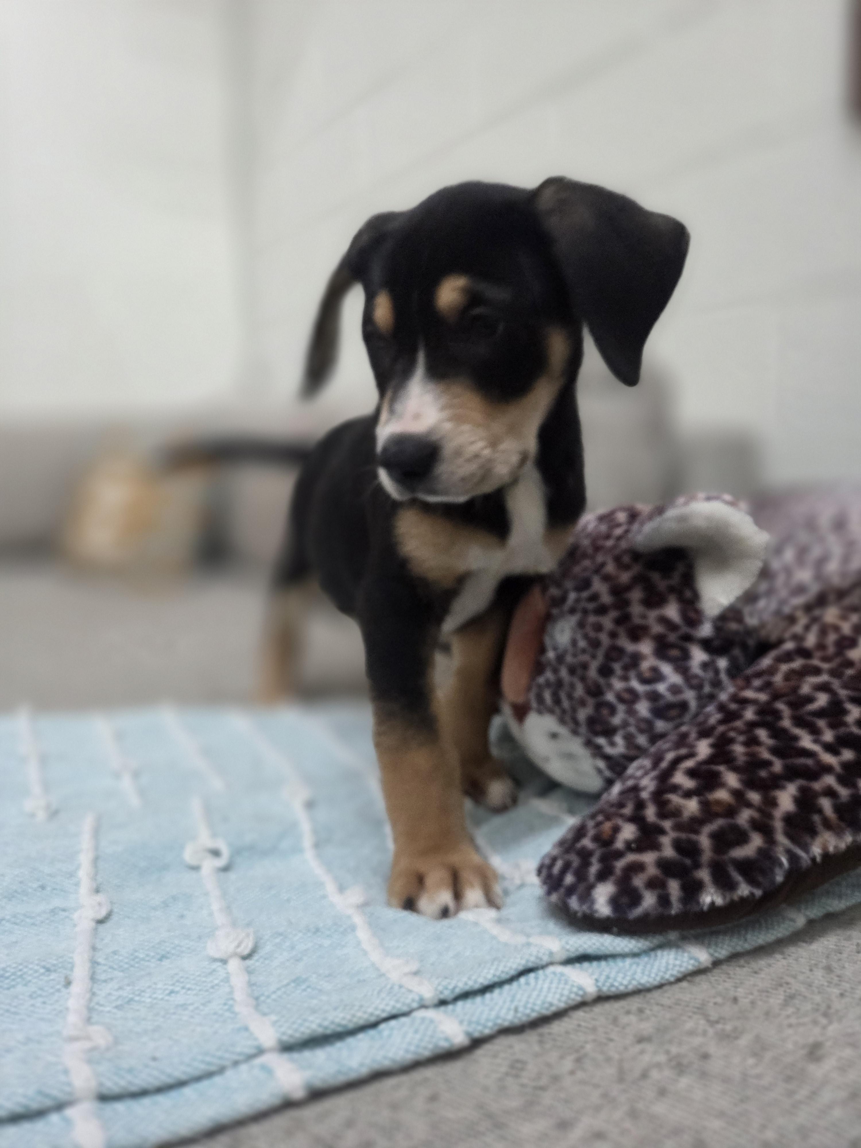 Saffron, a Adoptable mixed breed in TULSA, OK image 5/5