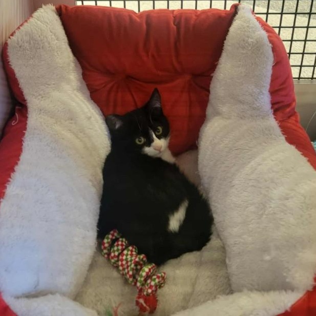 JUDY GARLAND - FFPR, Adoptable, Kitten Female Domestic Short Hair.