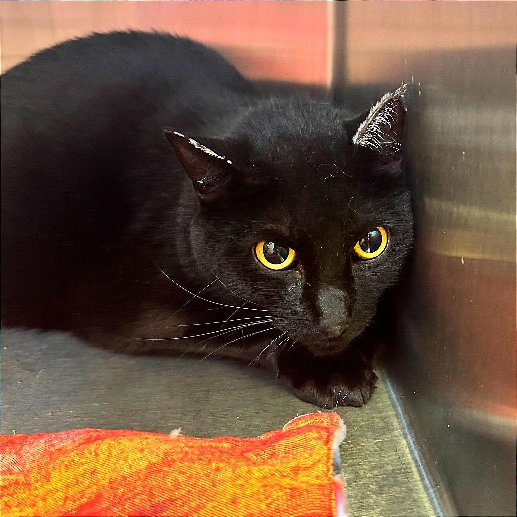 Tofu, Adoptable, Adult Female Domestic Short Hair.