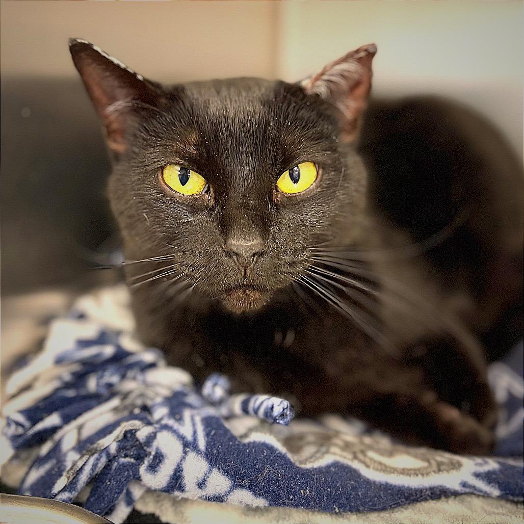 Enlarge Tofu, a Adoptable Domestic Short Hair in Hannibal, MO image 2/3