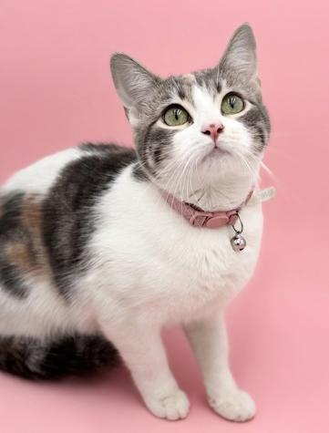 Enlarge Dolly is a dream!  Super sweet funny floof!   VIDEOS!, a Adoptable mixed breed in Bedford Hills, NY image 2/6