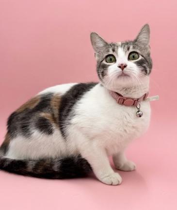 Enlarge Dolly is a dream!  Super sweet funny floof!   VIDEOS!, a Adoptable mixed breed in Bedford Hills, NY image 5/6