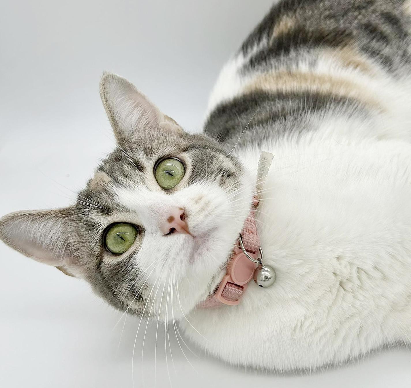 Dolly is a dream!  Super sweet funny floof!   VIDEOS!, Adoptable, Kitten Female Turkish Van & Calico.