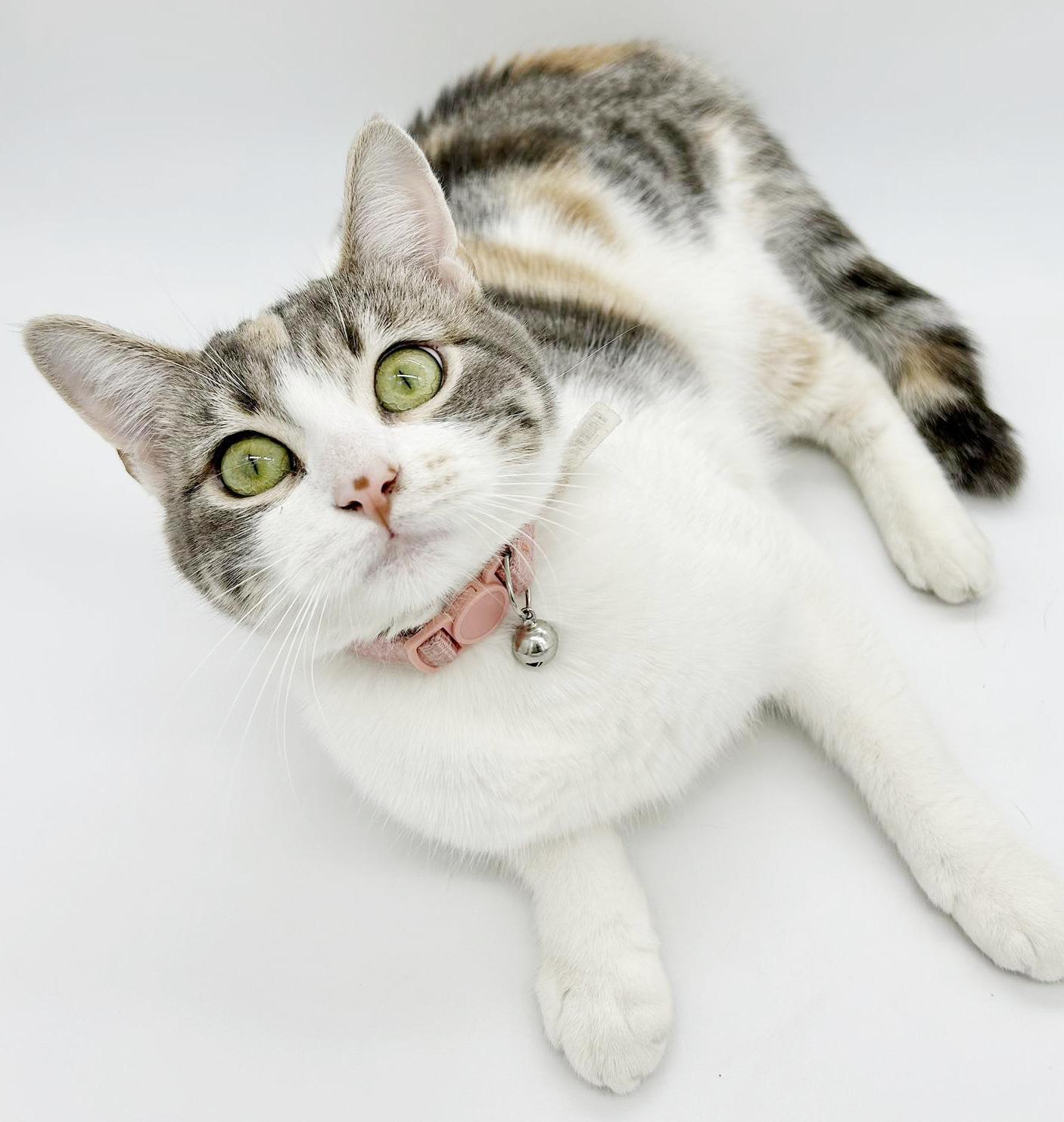 Enlarge Dolly is a dream!  Super sweet funny floof!   VIDEOS!, a Adoptable mixed breed in Bedford Hills, NY image 6/6