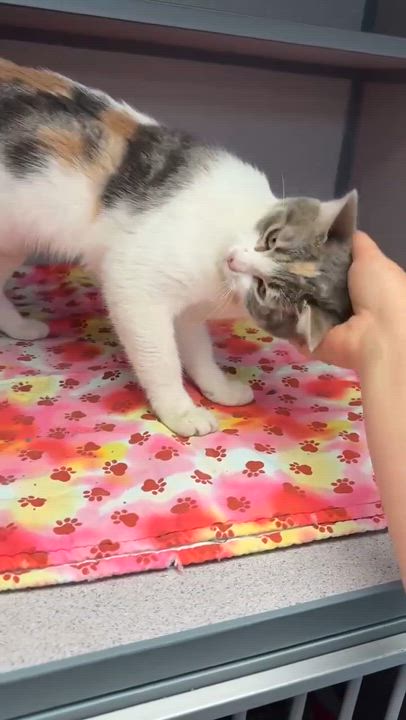 Enlarge Dolly is a dream!  Super sweet funny floof!   VIDEOS!, a Adoptable mixed breed in Bedford Hills, NY video 4/6