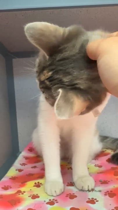 Enlarge Dolly is a dream!  Super sweet funny floof!   VIDEOS!, a Adoptable mixed breed in Bedford Hills, NY video 3/6