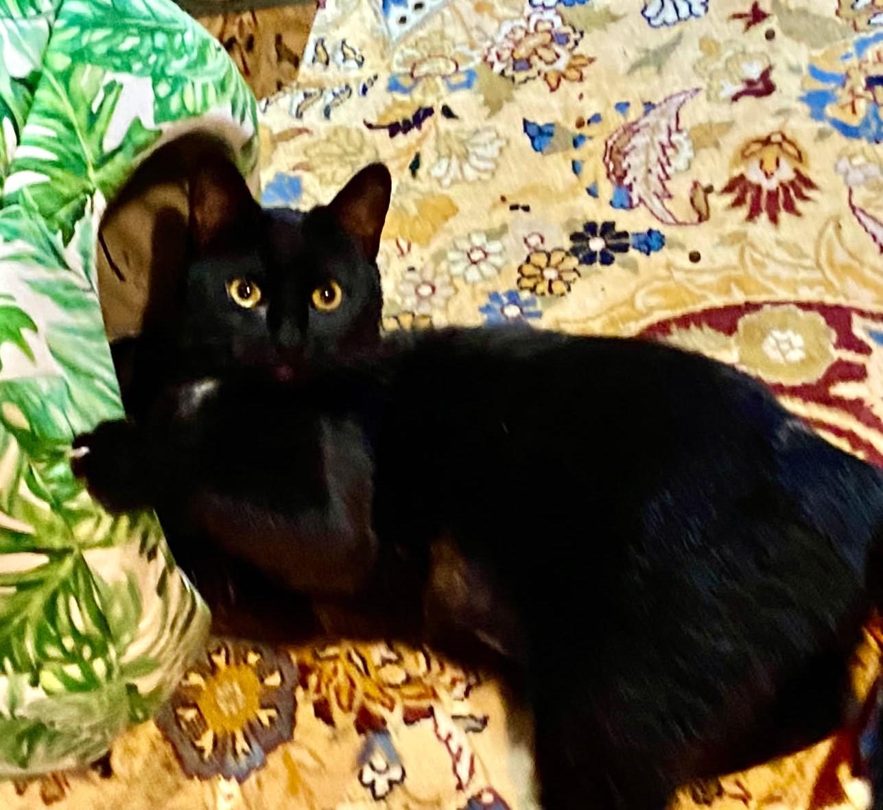 Jada    (Rare-Black Russian Mix), Adoptable, Adult Female Russian Blue.