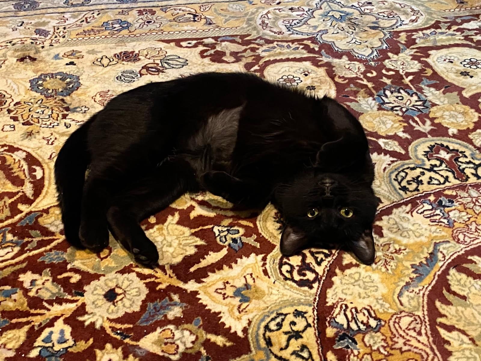 Jada (Rare-Black Russian Mix), a Adoptable mixed breed in Ypsilanti, MI image 2/4