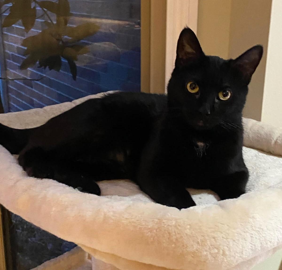 Jada (Rare-Black Russian Mix), a Adoptable mixed breed in Ypsilanti, MI image 3/4