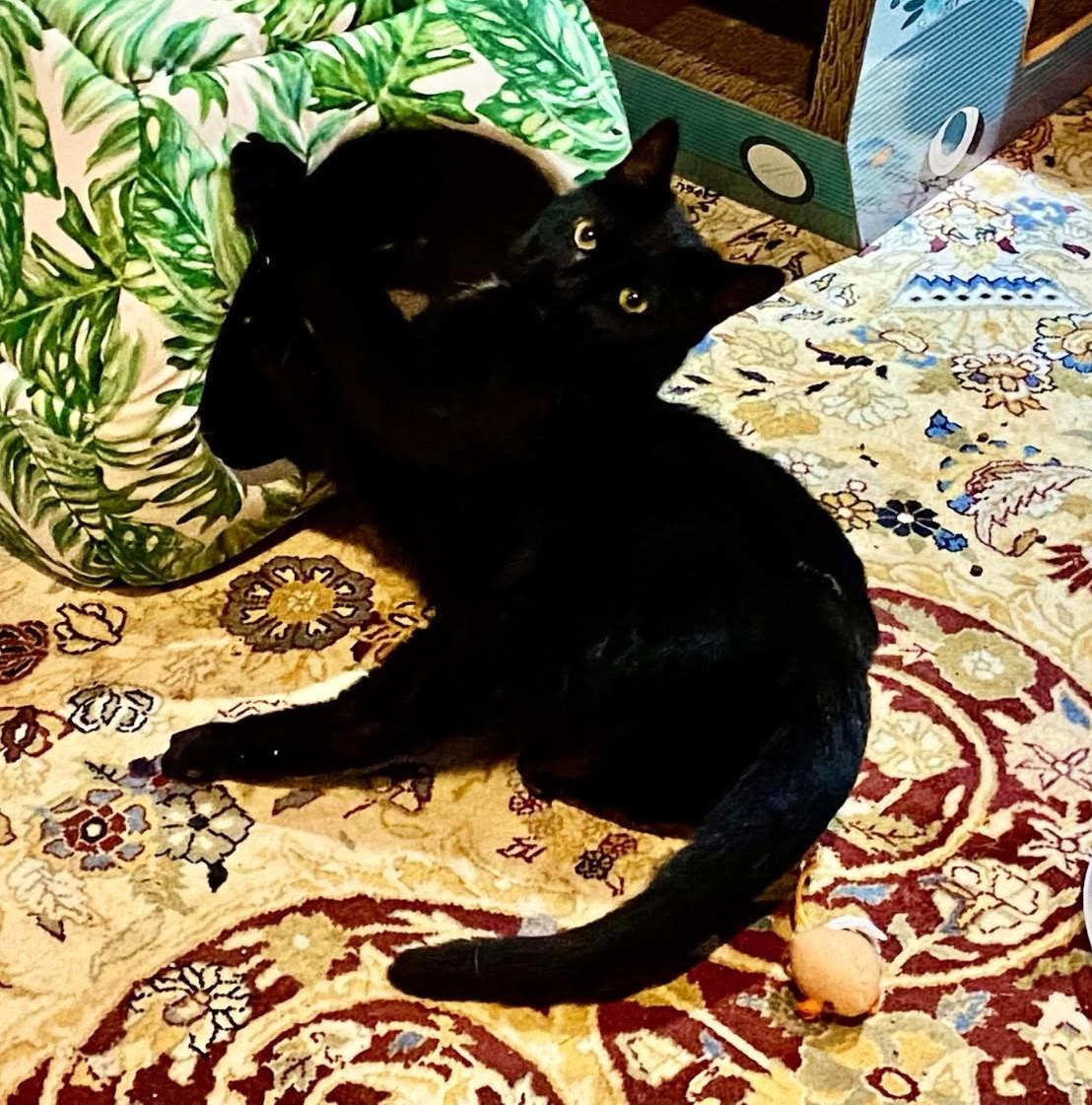 Jada (Rare-Black Russian Mix), a Adoptable mixed breed in Ypsilanti, MI image 4/4