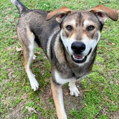 Otis, adopted, Young Male Mixed Breed & Mixed Breed.