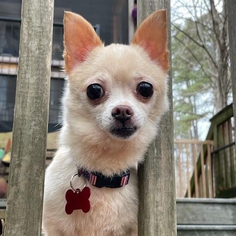 Enlarge Kiwi, a ADOPTABLE mixed breed in Pittsboro, NC image 4/4