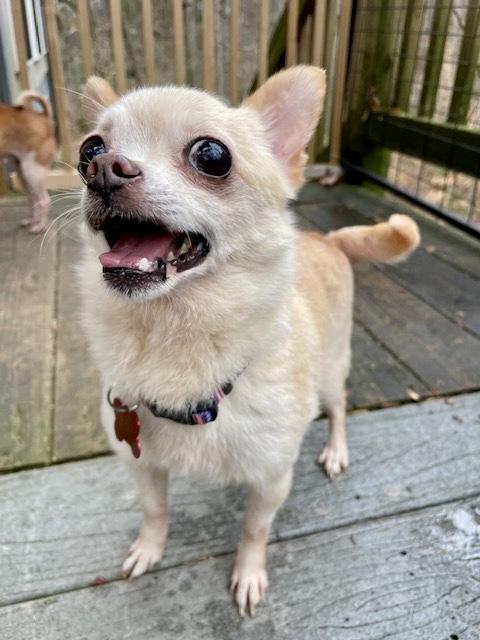 Enlarge Kiwi, a ADOPTABLE mixed breed in Pittsboro, NC image 1/4