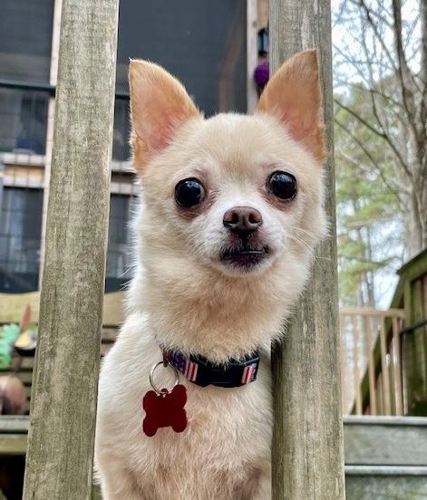Kiwi, ADOPTABLE, Adult Female Chihuahua.