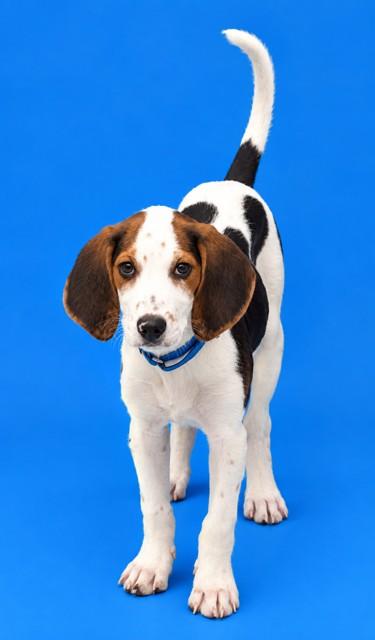 CASH, Adoptable, Puppy Male Beagle & Foxhound.